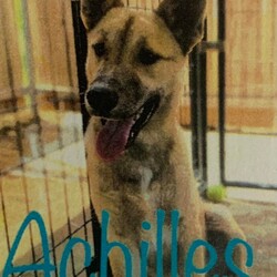 Adopt a dog:Achilles/Husky/Male/Young,Achilles is about 1.5 years old. He is shepherd husky mix. Loves to give hugs and does know his size, He is okay with other dogs and best with older kids. He is high energy and will Need a yard for daily zoomies. No apartments. He is not currently potty trained.

He and his brother Kain are Not a bonded pair but do love to play and run with each other.

He is fully vetted and up to date on all vaccines. 

Due to the number of requests that we receive on our puppies and dogs, please be advised that all adoption applications are processed in the order received. Once we send you an application, your place in line does not get reserved until your application is returned to us.

Please fill out our application to get started and to set up a meet and greet to get this lovely soul adopted!

https://lp4rrockies.wufoo.com/forms/qa0qut21foyx3u/