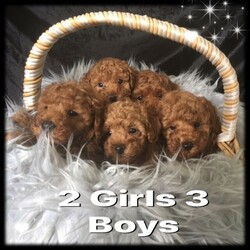 Adopt a dog:Toy Poodle Pure Bred RUBY RED, DNA CLEAR 2 GIRLS 3 BOYS, DOB 11/02/22/Poodle (Toy)//Younger Than Six Months,Toy Poodle, Ruby Red, Pure Bred, DNA clear by parentage, both parents tested and clear by Orivets full breed test. Very healthy pups, vet checked 24/2/22, and all clear. Immunised, microchipped and fully wormed. DOB 11/02/22, READY TO GO TO LOVEING NEW HOME 8/04/22. As at the 26/02/22, 6 weeks 1 day old. Colour of pups, is genuine and has not been enhanced or edited.FIRST VIEWINGS AVAILABLE THIS WEEKFor pease of mind, I am an experienenced, small ethical responsible registered breeder, I only have 2 litters a year, so that I can offer a well socialised, happy healthy pup. Quality rather than quantitiy, they are not negected in any way. They live indoors and regulary go outside to toilet.These pups have been vet checked and DO NOT, NOT, have lactating patella, a common knee joint condtion in many small breeds, costing around $3,200 to surgically remedy. Also by DNA they DO NOT have PRA, which is premiture blindness at three to 4 years young!These puppies are georgous, they have amazing thick soft coats like velvet, they are suplimented with Omega 3 fish oil to assist with brain development, joints eyes, good digestion, to give them the best start in life.DNA Orivet tested for both panents CLEAR AND NEGATIVE OF THE FOLLOWING:Degenerative MyelopathyPRA, premiture blindnessvon Willebrandsdisease Type 1Mucopolysaccharidosis VI poodle typeGanliosidosis GM2 Poodle TypeDNA reports available on viewingPoodles are aclaimed to be the second most itelligent breed available, with a non shedding coat, but must be brushed regularly, just a few minuets if done often, easy to train, loyal and loving nature, makes them the perfect inside family member and companion. Must go to good home.These pups are fed a healthy well balance diet that incudes chicken and Black Hawk puppy dry food.These pups have come from a long line of reds.5 pups, 2 girls and 3 boys, small to medium, $4200 to $5000 microchip numbers below:991003001385161, 991003001385176,991003001385166, 991003001385172, 991003001385173.I have Ruby girl, very happy social girl, lovely red, darkest and biggest in the litter, her tail wags 10 to the dozen, very cute SOL.D pending paymentBaxter, first born, very good little boy, smallest boy, snuggly, playful, and very good natured SOLD PENDING PAYMENTTeddy, one of two almost the same, second born, calm gentle and playful, he is a little shorter than his brother Blaze, Teddy $4,300Blaze loves to play and tubble with his brothers, 4th born, good boy eats and sleeps well $4,300Crystal a sweet adorable little girl smallest of the litter and last born, very well aportioned, just 800 grams at six weeks, Crystal on holdThe entire litter are very happy good natured pups, from very good natured parents. Pups socialise each day with bigger dogs, during outside play and toileting.Please contact for viewing of pups, available to view next weekend April 2nd and 3rd, 2022.More photos uploaded as pups grow, mum Dad last photos. Blaze and Teddy photos updated to 7 weeks of age.These pups are inside family pets, they require a fully fenced yard or court yard.Companion pets only.Parents DNA reports available to viewPuppy pack provided with lots of goodies, some dry food and fresh chicken & rice to help you get started at home.Transport may be able to be organised, direct flights only, at buyers expense, excluding long flights like WA, as the flight too long and too hard on the little pup.These pups are entireI am avalable for after sales support if required.Please email me with a few details about yourself and the kind of home you can offer these precious babies. If you are seriously interested and if you choose to leave your phone number I will call back.I do not respond to an SMS asking me to email, as recommended by Gumtree, due to risk of scammers.RPBA 956