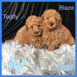 Adopt a dog:Toy Poodle Pure Bred RUBY RED, DNA CLEAR 2 GIRLS 3 BOYS, DOB 11/02/22/Poodle (Toy)//Younger Than Six Months,Toy Poodle, Ruby Red, Pure Bred, DNA clear by parentage, both parents tested and clear by Orivets full breed test. Very healthy pups, vet checked 24/2/22, and all clear. Immunised, microchipped and fully wormed. DOB 11/02/22, READY TO GO TO LOVEING NEW HOME 8/04/22. As at the 26/02/22, 6 weeks 1 day old. Colour of pups, is genuine and has not been enhanced or edited.FIRST VIEWINGS AVAILABLE THIS WEEKFor pease of mind, I am an experienenced, small ethical responsible registered breeder, I only have 2 litters a year, so that I can offer a well socialised, happy healthy pup. Quality rather than quantitiy, they are not negected in any way. They live indoors and regulary go outside to toilet.These pups have been vet checked and DO NOT, NOT, have lactating patella, a common knee joint condtion in many small breeds, costing around $3,200 to surgically remedy. Also by DNA they DO NOT have PRA, which is premiture blindness at three to 4 years young!These puppies are georgous, they have amazing thick soft coats like velvet, they are suplimented with Omega 3 fish oil to assist with brain development, joints eyes, good digestion, to give them the best start in life.DNA Orivet tested for both panents CLEAR AND NEGATIVE OF THE FOLLOWING:Degenerative MyelopathyPRA, premiture blindnessvon Willebrandsdisease Type 1Mucopolysaccharidosis VI poodle typeGanliosidosis GM2 Poodle TypeDNA reports available on viewingPoodles are aclaimed to be the second most itelligent breed available, with a non shedding coat, but must be brushed regularly, just a few minuets if done often, easy to train, loyal and loving nature, makes them the perfect inside family member and companion. Must go to good home.These pups are fed a healthy well balance diet that incudes chicken and Black Hawk puppy dry food.These pups have come from a long line of reds.5 pups, 2 girls and 3 boys, small to medium, $4200 to $5000 microchip numbers below:991003001385161, 991003001385176,991003001385166, 991003001385172, 991003001385173.I have Ruby girl, very happy social girl, lovely red, darkest and biggest in the litter, her tail wags 10 to the dozen, very cute SOL.D pending paymentBaxter, first born, very good little boy, smallest boy, snuggly, playful, and very good natured SOLD PENDING PAYMENTTeddy, one of two almost the same, second born, calm gentle and playful, he is a little shorter than his brother Blaze, Teddy $4,300Blaze loves to play and tubble with his brothers, 4th born, good boy eats and sleeps well $4,300Crystal a sweet adorable little girl smallest of the litter and last born, very well aportioned, just 800 grams at six weeks, Crystal on holdThe entire litter are very happy good natured pups, from very good natured parents. Pups socialise each day with bigger dogs, during outside play and toileting.Please contact for viewing of pups, available to view next weekend April 2nd and 3rd, 2022.More photos uploaded as pups grow, mum Dad last photos. Blaze and Teddy photos updated to 7 weeks of age.These pups are inside family pets, they require a fully fenced yard or court yard.Companion pets only.Parents DNA reports available to viewPuppy pack provided with lots of goodies, some dry food and fresh chicken & rice to help you get started at home.Transport may be able to be organised, direct flights only, at buyers expense, excluding long flights like WA, as the flight too long and too hard on the little pup.These pups are entireI am avalable for after sales support if required.Please email me with a few details about yourself and the kind of home you can offer these precious babies. If you are seriously interested and if you choose to leave your phone number I will call back.I do not respond to an SMS asking me to email, as recommended by Gumtree, due to risk of scammers.RPBA 956