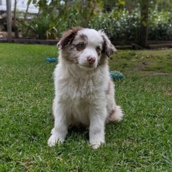 Stunning P/Bred Border Collie Puppies/Border Collie//Younger Than Six Months,Absolutely stunning P/Bred border collie puppies available for their perfect forever homes.Choc Merle boyblue Merle boy (sold pending pick up)will have beautiful med to long coatsOur babies will only be available to suitable loving forever pet homes. Super soft natures , lovely little sweet hearts, snuggly & very eager to learn what they can!! Having med-long coats, they will need regular grooming to keep them beautiful & tidy. Well socialised with our other farm yard furries & lookout over our paddocks at our cows & horses, OUR PUPPIES ARE P/BRED BUT COMPANION PETS ONLY, NO PAPERS!! NOT WORKING LINES.. PET HOMES ONLY Border collies are suited best to an active family, they are loving, loyal, great family dog but really important to be included as a family member, they thrive on your guidance, more than happy to be your shadow!!..they will only be available to the very best forever homes & some one able to give them the time they need...... good basic training & loads of love!!Our babies will be: vet checked - written health check: vaccinated (c3 & c2i) : micro-chipped: wormed regularly: started on their heart worm program.They all come with a puppy pack to help them settle in, this includes: dry food (advance puppy): a collar: a harness & Lead: blanky rubbed on litter mates for comfort: a chew toy: all veterinarian paper work/details: micro chipping change of ownership details made on line: 3 yr genetic health guarantee: a care sheet & any ongoing advice that may be needed.Our babies will only available to loving approved homes so please!! only genuine calls!! PREFER YOU TO MAKE THE TRIP/EFFORT TO COME & MEET THEM IN PERSON but can help with delivery to your door if in Melb metro area .. if you think one of our babies could be perfect for you, or you would like more info feel free to call Di on ******4329 happy to chat Plz no sms's!!, msg's or emails (they may not be seen & replied to & you may be missed!!) phone calls preferred between 7.30am- 5.00pm as it is great to talk in person. feel free to visit our website, / Registered breeder with ADBC reg # 2728 REVEAL_DETAILS 