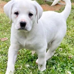Adopt a dog:me/Great Pyrenees/Female/Baby,Oh my, don’t look now but Sugar, as sweet as her name, is one of four sisters ready to find their furever home! The 