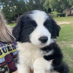 Traditional purebred long haired border collie puppies/Border Collie//Younger Than Six Months,READY TO GO now. Only 2 boys beautiful boys left.BIN0006769459566RPBA 10561We have 2 x beautiful purebred puppies left for sale. 2 x malesPuppies will be wormed 2,4,6 and 8 weeks. They will be vaccinated and microchipped at 6 weeks as well as having a vet check.Mum and dad are our beloved family pets. Puppies will grow up around cats, chickens, sheep and children. Border collies are an energetic breed and because of this require regular exercise please only enquire if you are able to offer that. They will be ready to go on the 22nd April.