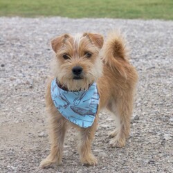 Adopt a dog:Turbo/Cairn Terrier/Male/Adult,BREED-Carian Terrier

SEX-Male;

SIZE- Small ;

WEIGHT-13 lbs.;

AGE-Approximately 3 Years

SPAY/NEUTER-Yes;

HOUSETRAINED-Currently Uses Doggie Door;

GOOD WITH KIDS-Yes;

GOOD WITH DOGS-Yes;

GOOD WITH CATS-Unknown;

HISTORY-Rescued From A Local Shelter;

ADOPTION FEE-$300;

Turbo is the sweetest dog!!! He is so loving and playful. He is very well behaved  He enjoys socializing with other people and other dogs. He is a popular playmate at the dog park.