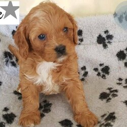 RED TOY CAVOODLE  FIRST GEN READY ON 8TH OF MAY/Cavalier King Charles Spaniel//Younger Than Six Months,HI, I have 7 lovely First Gen Toy Cavoodle puppies for adoption . 2 females and 5 males. The puppies were born on the 13th of March. They will be 8 weeks old and ready for their new homes on the 8TH May . The puppies will be microchipped and have their first vaccination at 6 weeks of age and wormed at the correct intervals (every 2 weeks). We also provide a puppy pack a good assistance to start with.The mum is a pure bred Blenheim Cavalier King Charles (6 kg)and the dad a red toy Poodle (4kg) both are home pets.The welfare of my cavoodles is important to us, pls let me know if you have had a dog previously, and brief description how do you keep him. This toy cavoodle breed is sweet and great family dog and would always need to be with someone at least for a few months. Smart and easy to train, Toilet training start from week3. I provide advice and support to manage easy transition. We always want our cavoodle to thrive and make you happy.Pls message me if you are interested and I will respond accordingly, I maybe too busy so I may not accommodate calls but pls send me a message.MaleBlue starGreen starPurple starYellow starGrey starFemaleRed starPink star