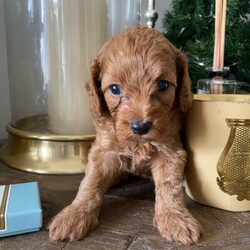 Adopt a dog:Gorgeous Red Cavoodle puppy///Younger Than Six Months,Cavoodle F2Mocha's puppie