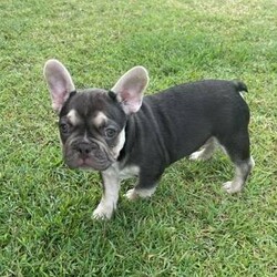 French Bulldog Puppy /French Bulldog//Younger Than Six Months,Mr Personality +++ what a special little man, Finn has a lot of loving to give to his new owner he is Choc with tan points and ready for his new forever home.**Pet only Pedigree papers with desexing agreement or*****POA for Mains MDBA papers***** REVEAL_DETAILS *Microchipped*Vaccinated and wormed to date*DNA - if requested ( Parents Clear)*Vet health check*Puppy Pack*Free delivery to Gold Coast & Brisbane if requiredSire: Solid Chocolate carries blue and creamDam: Black/white brindle carries blue,cocoa, fawn and tan - USA bloodlinesPictures of parents can be viewed upon requestWe are a small MDBA registered breeder, we have carefully bred by ensuring both parents have no health problems our puppies are being raised in a family environment exposed to people, sound stimulations and well handled.Prefix: Danjay