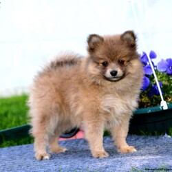 Sandra/Pomeranian/Female /10 Weeks,Here comes Sandra! This adorable Pomeranian puppy is one of a kind and can’t wait to spoil you with love and attention. Sandra is family raised and both of her parents are the family’s beloved pets. She is vet checked, up to date on shots and wormer plus comes with a health guarantee provided by the breeder! If this puppy is the one for you please contact Ben & Anna Mary today.