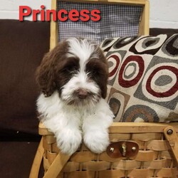 Princess/Portuguese Water Dog/Female /13 Weeks