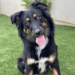 Adopt a dog:Texas/Australian Shepherd/Female/Young,You may recognize this sweet face, Texas was the pup who came to us a few weeks ago after falling out of the bed of a pickup truck. She still has some healing left to do, but is doing leaps and bounds better! In fact, she will be ready to leave on 5/26!

Now, it the last few weeks we have learned a lot of things about Texas. Most importantly, she has the goofiest, sweetest, most ridiculous personality. She is 100% Aussie, and wants to be right next to you, or in your lap at all times. She is going to make someone the best companion.

She loves to play with other dogs, and we mean LOVES to play, but she also doesn't realize how rough she is playing. In her foster home she didn't do well with dogs under 15lbs, she wasn't aggressive in any way, in fact she was TO playful and tends to pounce on them and want to chase them around playfully, and doesn't stop for long even when corrected. however, she loves to play with dogs so much, we are hoping to place her in a home with another active and confident dog her size. 

Similarly, she would probably do best without cats, because when they run she LOVES to chase them. Once they get up on a perch she walks away, but this can definitely be stressful for cats in home, and may not be a habit that will be broken over time.

Lastly, we are looking to place her in a home with Kiddo's over 6 years of age. Texas is very much a young puppy who hasn't learned any manners. She loves to jump, and Jump, and Jump, and while she is slowly learning down, she still gets excited and launches herself into new people. Additionally, she loves to rough house, and sticks everything in her mouth, especially arms and fingers. While we have zero doubts she will grow out of this with training, it is going to take quite a bit of time and patience. So we are looking to place her with older kiddos. 

Texas is the type of dog you don't see in shelters too often, highly intelligent, exceptionally sweet, and with that extra splash of all the puppy energy. She's not going to be happy as a couch potato, and would much rather be on the go, staying busy or going on adventures. Her potential adopters should be familiar with canine enrichment and have a plan in place to keep both her mind and body busy. 

If you're interested in Texas, adoption applications are available on our website. If multiple applications are received we will be placing her in the best match home. https://www.shelterluv.com/matchme/adopt/FBG/Dog

Texas is looking for...
- Active Family
- Children 6+
- Fully fenced in yard attached to the home
- Another young dog in home (Over 15lbs)
- Preferably no cat