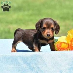 Tayler-Miniature/Dachshund/Female /8 Weeks,Meet Tayler, a cute and lovable Miniature Dachshund puppy ready to win your heart! This darling pup is vet checked and up to date on shots and wormer. Tayler can be registered with the ACA and comes with a health guarantee provided by the breeder. To find out more about this family raised and kid friendly pup, please contact Steven & Miriam today!