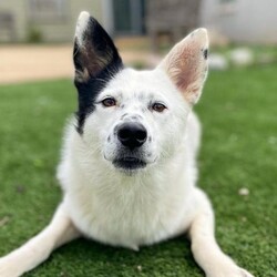 Adopt a dog:Colt/Cattle Dog/Male/Adult,Lets GOOOOOOOOOO!!!

Can you keep up? I know it can be hard for humans, seeing as you only have two legs and all. Don't worry though, I'll go slow for you at first. Slow what you ask? Walking, running, Jogging, hiking, just adventuring in general. 

I am the kinda guy who always wants to be on the move, give me a job and I'll do that and then some. The shelter staff seem to think I might be a mix of Heeler and Border Collie, so intelligence isn't an issue. We can take on the world together! We can also cuddle up after an active day. Just don't expect me to want to cuddle all the time, or be happy entertaining myself. Enrichment like puzzle toys, frozen kongs, and all the games are in our future. 

Seriously, what are you waiting for? I wait for no one, we gotta go. Adventure awaits, sports await, our life together awaits, so stop waiting and get to it, apply for me!
