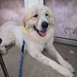 Adopt a dog:Percy/Great Pyrenees/Male/Young,Percy is a 1 year, 72 lb Great Pyrenees mix. He is a very friendly boy who loves people. He walks gently on a leash, loves to be pet and readily accepts handling. He is gentle in play, but does like to jump on you and mouths you softly. Percy will sit, shake and come when instructed. He likes to meet other dogs.

PAW places animals in the Washington, DC/Baltimore Metropolitan areas only.