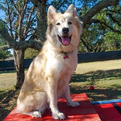 Adopt a dog:NOVA/Australian Shepherd/Female/Adult,She:
•	Is a female australian shepherd/husky mix
•	Is 2 years old
•	Weighs 55 pounds
•	Is good with other dogs
•	Appears to be potty trained
•	Walks nicely in a harness
•	Enjoys car rides
•	Is high energy

About:
Are you looking for a buddy to take to the river and into the pool with you? Nova is definitely up to the task! She is a spirited, fun-loving dog who wants to go swimming, walking, hiking or playing with you. An active family or another high energy dog at home is a must for her. She is very intelligent, extremely goofy, outrageously loving and just an all around blast to spend time with. Nova can learn anything you want to teach her and will always be down to go on adventures with you!

Nova is spayed, vaccinated, microchipped, and heartworm negative. 

For more information about Nova or our shelter please call us at (830) 693-0569 or visit our website at highlandlakescaninerescue.org 

If you would like to schedule a meet and greet with Nova or any of our dogs, please fill out an application at https://www.highlandlakescaninerescue.org/adopt-a-dog/how-to-adopt/