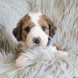 Aston-F2B/Bernedoodle/Male /5 Weeks Aston-F2B/Bernedoodle/Male /5 Weeks,Check out this super cute Bernedoodle pup, Aston! This lil fella is vet checked and up to date on shots and wormer, plus comes with a health guarantee provided by the breeder! Aston is being family raised with children and he is well socialized, making him a perfect addition to your family home! If you would like more information on this pup, please contact Reuben Mast today!