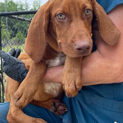 Adopt a dog:Magdalene/Bloodhound/Female/Baby,Please contact Melissa A Aten (melissaa@luckydoganimalrescue.org) for more information about this pet.ears for miles!! MAGDALENE NEEDS A FOREVER HOME!!!!

Name: Magdalene Best Guess for Breed: Bloodhound Mix

Best Guess for Age: 5 months as of 6/17 SEX: Female

Estimated Weight (puppies' weights change quickly!): 30 lbs as of 6/17

Gets Along With: Most puppies are in the prime of their socialization window and will do well with other dogs, cats and kids so long as they receive patience and proper training.

Currently Living at: South Carolina shelter; DC-area foster home or forever home needed!

Special Adoption Considerations: Puppies under 6 months of age need to have multiple potty breaks/exercise throughout the day. Potential adopters with a standard 8-hour workday must be willing to make arrangements to meet the needs of their puppy.
Magdalene is Looking For: Well, hello! I'm Magdalene. My ears are my best feature, and you should see them flopping around when I run! Like most hounds, I'm a little shy around new situations, so I'm looking for a forever home who promises to let me play with other dogs frequently, because that's where I'm most comfortable! I also love to keep my nose entertained, so a forever home that takes me on lots of long, sniffy walks would be amazing. I'll need to go to obedience classes---I'm smart and stubborn like all good houndies are, so training would be great! What do you say? Want to be my human??
What My Foster Says About Me: Coming soon!
Puppy Vetting Requirements: Lucky Puppies have had their age appropriate vaccines, but may not yet be 