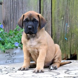 Lacy/English Mastiff/Female /8 Weeks,Meet Lacy, an easy-going English Mastiff puppy ready to be your little sidekick! She has been checked by a vet and is up to date on shots & wormer, plus the breeder provides a 6-month genetic health guarantee. This sweet girl would make an awesome companion as she is family raised and socialized. Also, Lacy can be registered with the AKC and her mother is the family pet. If you would like to set up an appointment to meet this playful pup, please reach out to Elizabeth today!