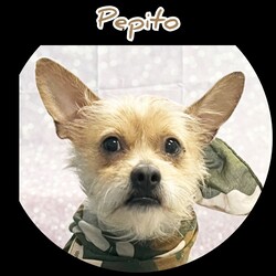 Pepito/Terrier/Male/Young
