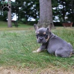 Bree/French Bulldog									Puppy/Female	/9 Weeks,Bree is beautiful blue and tan French Bulldog that loves attention and has a unique personality. She full of fun and energy and is always exploring. She is up to date on all her vaccines and dewormers and she will also be vet checked for you. She will also come with a 1 year health garentee. For more information feel free to call, text or email us at Ripplingbrookpuppies@gmail.com. you can also check out our website at  Rippling Brook Puppies. com or on Facebook.