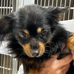 Adopt a dog:Winnie/Papillon/Female/Adult,SWEET, SWEET GIRL! Winnie is a possible Chihuahua/Papillon, lightweight and delicate. She is the Mother of Ike. Ike and her ended up in an area shelter when their owner died. So very sad. Winnie's adoption fee of $350.00 includes her Vet exam, basic vaccinations, fecal test, wormer, heart worm test, preventative, spay and microchip.