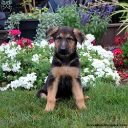 Hadley/German Shepherd									Puppy/Female	/8 Weeks