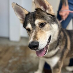 Adopt a dog:Barkley/Alaskan Malamute/Male/Adult,Barkley, 3 year old, male, Malamute mix.

To adopt or foster please call the facility. 209-533-3622 or fill out the form
https://www.foac.us/dog-adoption-application/