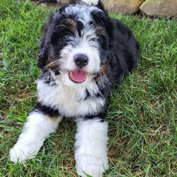 GT’s Maggie/Mini Bernedoodle									Puppy/Female	/10 Weeks,Maggie wants to say Hi… She is the alpha female with tons of personality and grit… She is the most energetic in the entire litter…  She is very eager to please but also has a independent and stubborn streak… She needs a home with someone who is experienced in training a very smart and strong-willed puppy… If she is trained correctly she will become the best dog you have ever owned… But if she’s smarter than you are you may have a problem… If you bond with this girl she will follow you to the end of the Earth… Contact us for additional photos and videos