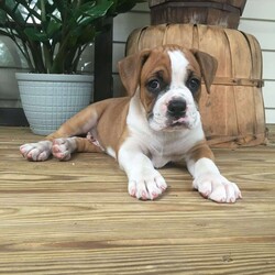 Cody/Boxer									Puppy/Male	/6 Weeks