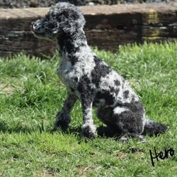 Hope/Miniature Poodle									Puppy/Female	/10 Weeks,Hope is a playful and healthy Miniature Poodle puppy who is looking for her forever home. Hope has been vet checked, vaccinated and dewormed. Her mom is an ACA Mini Poodle and her father is an ICA registered Miniature Poodle. Both of her parents are here at home and ready to meet. She comes with a 6 month genetic health guarantee all health documents and a puppy starter kit including two toys, puppy chow, and her first collar. If interested in giving Hope a sincere home please call the number listed, thank you!