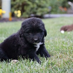 Sparky/Newfoundland									Puppy/Male	/6 Weeks,Are you ready for a puppy who will make you laugh? Meet Sparky, a playful and energetic boy who is ready to come home with you! He promises to always stay by your side and cheer you up when you are sad. One look at his sweet face and you’ll be hooked for life! He will come home up to date on all vaccines and dewormers and also pass a nose-to-tail vet check. Give Sparky a fur-ever home! You’ll be so glad you did!