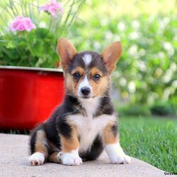 Parker/Pembroke Welsh Corgi									Puppy/Male	/9 Weeks,This sweet-natured Pembroke Welsh Corgi puppy is Parker and he is ready to check out his new home! Parker is family raised with children whom he does great with and he would make a great addition to anyone’s family. Also, he has been checked by a vet and is up to date on shots & wormer, plus the breeder provides a 6-month genetic health guarantee. If you can see yourself adopting this lovable little guy, please reach out to Jonas & Priscilla today!