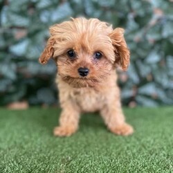 1 x Female Toy Cavoodle (DNA Clear) Free Delivery Sydney/Other//Younger Than Six Months,1 x Female F1 Tiny Toy Cavoodle available to a loving home. We will be heading to Sydney on the 23rd August. This beautiful girl was the smallest in the litter and is still a very small little girl with a big loving personality. She has always been the most confident and affectionate.Currently weighs 1.1kg at 15 weeks oldPuppies come :- With first & second round of vaccinations & microchip- Vet check report- 6 weeks free pet insurance- Not desexed- Wormed every 2 weeksThe puppies have been raised indoors and outdoors, and around children and other puppies.The father is an apricot toy poodle with pedigree papers who weighs 3.7kg and is DNA tested clear. The mum is a blenheim King Charles cavalier who weighs 5.2kg and is also DNA tested. We own both parents and i can send photos of parents on request.Once our puppies leave, we:- Would love to see updates!- Offer a rehoming policy- Offer a 12 month health guarantee- Have a Facebook page you can stay in touch or see other puppies we have bred- Offer support and are free to talk at any time throughout your puppies lifeWe are located in Nyngan NSW, can get to Dubbo at any stage. Road transport is usually organised from Dubbo. There will be free transport to Sydney with one of our staff members, with a chosen meeting location and time. Happy to arrange other freight at buyers expenseFull members of AAPDB: 16947BIN: B000738270We have a website & Facebook page Country Canine Co. Please look on our Facebook group Country Canine Co. Families for photos of the previous litter as adults.