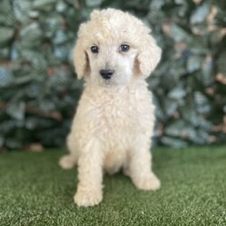 3 x Standard Poodles Parti Factored (DNA Clear) Free Delivery Sydney/Other//Younger Than Six Months,5 x Parti Factored Cream Standard Poodle puppies available to loving homes. We will be coming to Sydney the 23rd August.- 3 x males ($1800) 1 SOLD- 2 x females ($3000) 1 SOLDPuppies come :- With first round of vaccinations (fully vaccinated) & microchipped- Vet check report- 6 weeks free pet insurance- Not desexed- Wormed every 2 weeksThe puppies have been raised indoors and outdoors, and around children and other puppies.The father is a Cream Parti Standard Poodle who weighs 27kg and is DNA tested clear, the mother 26kg Cream Standard Poodle and is also DNA clear. We own both parents and i can send photos of parents on request. Because the dad is a parti poodle, these puppies will carry the parti gene.Puppies are non shedding, and will have similar energy levels than a groodle, labradoodle, aussiedoodle, bordoodle.Once our puppies leave, we:- Would love to see updates!- Offer a rehoming policy- Offer a 18 month health guarantee- Have a Facebook page you can stay in touch or see other puppies we have bred- Offer support and are free to talk at any time throughout your puppies lifeWe are located in Nyngan NSW, can get to Dubbo at any stage. Road transport is usually organised from Dubbo. There will be free transport to Sydney, with a chosen meeting location and time. Happy to arrange other freight at buyers expense, flights from Sydney to another capital city are usually around $300Full members of AAPDB: 16947BIN: B000738270We have a website & Facebook page Country Canine Co. Please look on our Facebook group Country Canine Co. Families for photos of the previous litter as adults.