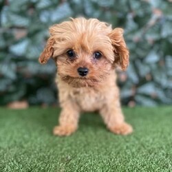 1 x Female Toy Cavoodle (DNA Clear) Free Delivery Sydney/Other//Younger Than Six Months,1 x Female F1 Tiny Toy Cavoodle available to a loving home. We will be heading to Sydney on the 23rd August. This beautiful girl was the smallest in the litter and is still a very small little girl with a big loving personality. She has always been the most confident and affectionate.Currently weighs 1.1kg at 15 weeks oldPuppies come :- With first & second round of vaccinations & microchip- Vet check report- 6 weeks free pet insurance- Not desexed- Wormed every 2 weeksThe puppies have been raised indoors and outdoors, and around children and other puppies.The father is an apricot toy poodle with pedigree papers who weighs 3.7kg and is DNA tested clear. The mum is a blenheim King Charles cavalier who weighs 5.2kg and is also DNA tested. We own both parents and i can send photos of parents on request.Once our puppies leave, we:- Would love to see updates!- Offer a rehoming policy- Offer a 12 month health guarantee- Have a Facebook page you can stay in touch or see other puppies we have bred- Offer support and are free to talk at any time throughout your puppies lifeWe are located in Nyngan NSW, can get to Dubbo at any stage. Road transport is usually organised from Dubbo. There will be free transport to Sydney with one of our staff members, with a chosen meeting location and time. Happy to arrange other freight at buyers expenseFull members of AAPDB: 16947BIN: B000738270We have a website & Facebook page Country Canine Co. Please look on our Facebook group Country Canine Co. Families for photos of the previous litter as adults.