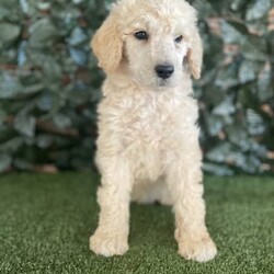 3 x Standard Poodles Parti Factored (DNA Clear) Free Delivery Sydney/Other//Younger Than Six Months,5 x Parti Factored Cream Standard Poodle puppies available to loving homes. We will be coming to Sydney the 23rd August.- 3 x males ($1800) 1 SOLD- 2 x females ($3000) 1 SOLDPuppies come :- With first round of vaccinations (fully vaccinated) & microchipped- Vet check report- 6 weeks free pet insurance- Not desexed- Wormed every 2 weeksThe puppies have been raised indoors and outdoors, and around children and other puppies.The father is a Cream Parti Standard Poodle who weighs 27kg and is DNA tested clear, the mother 26kg Cream Standard Poodle and is also DNA clear. We own both parents and i can send photos of parents on request. Because the dad is a parti poodle, these puppies will carry the parti gene.Puppies are non shedding, and will have similar energy levels than a groodle, labradoodle, aussiedoodle, bordoodle.Once our puppies leave, we:- Would love to see updates!- Offer a rehoming policy- Offer a 18 month health guarantee- Have a Facebook page you can stay in touch or see other puppies we have bred- Offer support and are free to talk at any time throughout your puppies lifeWe are located in Nyngan NSW, can get to Dubbo at any stage. Road transport is usually organised from Dubbo. There will be free transport to Sydney, with a chosen meeting location and time. Happy to arrange other freight at buyers expense, flights from Sydney to another capital city are usually around $300Full members of AAPDB: 16947BIN: B000738270We have a website & Facebook page Country Canine Co. Please look on our Facebook group Country Canine Co. Families for photos of the previous litter as adults.