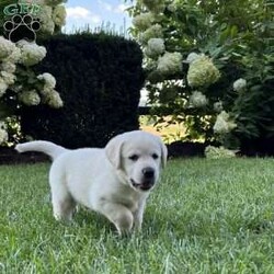 Simba/Yellow Labrador Retriever									Puppy/Male	/7 Weeks,Hello from the Lapp family, it is important to us to find good quality homes and we love sharing our experience of finding good quality dog that fits your family. Our dogs are champion bloodline English labs, they have the nice block head, otter tail and big paws that you look for in a English lab.. 