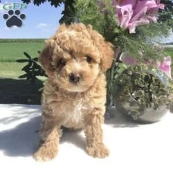 Mercedes/Miniature Poodle									Puppy/Female	/6 Weeks,Meet Mercedes! A gorgeous well socialized miniature poodle. She is up to date on shots and wormer 