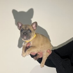 Adopt a dog:French Bulldog Female, Blue Fawn carrying Cream. Adamts3 Cleared/French Bulldog//Younger Than Six Months,MDBA Registered Female French Bulldog Breed by Four Paw Tonkas(Nala/Yellow) Blue Fawn carrying Cream French Bulldogay/ay ky/ky d/d E/e Em/En I/iOrivet Dna tested5 panel ClearedWill never be affected by Adamts3This girl is currently 6 weeks old and ready for her forever home on 6/9/2022 she is such a sweet puppy raised in a family home where she’s had interaction with other dogs and children. She’s passed her 6 week vet health check. Her colouring is stunning and her coat is so soft. Both parents are in great health, perfect breathing, open nares, no allergies.Instagram: FourpawtonkasFacebook: Four Paw TonkasEmail: Four******@******com REVEAL_DETAILS Message or email if you have any further questions.