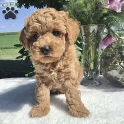 Kobe/Miniature Poodle									Puppy/Male	/6 Weeks,Meet Kobe! A well socialized miniature poodle. He is up to date on shots and wormer 