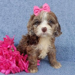 Lindsey/Cockapoo									Puppy/Female	/7 Weeks,Prepare to fall in love!!! My name is Lindsey  and I’m a sweet little f1 cockapoo looking for my furever home and one look into my warm, loving  eyes and at my beautiful choclate merle coat and I’ll be sure to have captured your heart already!  I’m very happy, playful and very kid friendly! I am full of personality, and I give amazing puppy kisses and would love to fill your home with all my puppy love! I will come to you up to date on vaccinations and dewormings and we offer a 3 yr. guarantee.  Shipping is available! My mother is a 21#  chocolate merle cocker spaniel and my father is an 11# apricot and white mini poodle and he has been genetically tested clear!! I will grow to approx.15-18# and I will be hypoallergenic and nonshedding! !!… Why wait when you know I’m the one for you? Call or text Martha to make me the newest addition to your family and get ready to spend a lifetime of tail wagging fun with me!   (7% sales tax on Ohio transactions) www.puppyloveparadise.com