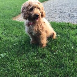 Kobe/Miniature Poodle									Puppy/Male	/6 Weeks,Meet Kobe! A well socialized miniature poodle. He is up to date on shots and wormer 