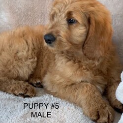 GROODLE PUPPIES/Golden Retriever//Younger Than Six Months,This gorgeous litter of red Groodle puppies were born on 6th June, 2022. Puppies ready for their new homes now.Mum is a pure Golden Retriever and Dad is a red, pure standard Poodle. Both parents have been DNA tested by Orivet and tested all clear of any genetic diseases. Dad has also been Hip and Elbowed scored with great results. Both parents are very loving and affectionate. You are able to meet them if you pick up your new puppy from our property.Puppies come wormed fortnightly, Microchipped, Vaccinated and Vet Checked at 6 weeks of age - 19th July.Puppies all have fleece coats and will be low, to some non shedding. They are very easy to train due to the intelligence of the Poodle in them. Groodles are a Grand dog.I am a very small Breeder and am a member of Responsible Pet Breeders (RPBA) #9574.I do a free delivery to Tullamarine or you are most welcome to visit here to pick up your new Puppy. Interstate flights can be arranged at an extra cost.Microchip numbers of the puppies are: 953010005803309, 953010005783959, 953010005783967, 953010005803330, 953010005803255, 953010005803252, 953010005803266, 953010005803362, 953010005803314, 953010005803338.