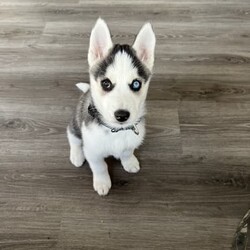 Adopt a dog:Purebred Siberian Husky/Siberian Husky//Younger Than Six Months,Unfortunately have to let go of my beautiful puppyAs changes in my circumstances and not having enough time to spend with herIt’s a female almost 8weeks old with one blue eyes and one brownShe’s vaccinated and microchippedIf pick up by today can reduce the price