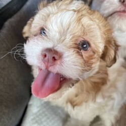 Maltese shih tzu 1 girl available with green eyes/Maltese//Younger Than Six Months,Hello 1 beautiful pup 