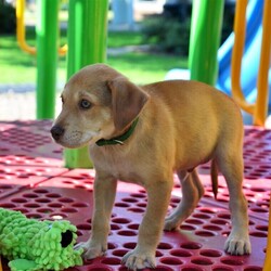 Adopt a dog:Warren/Labrador Retriever/Male/Baby,Introducing the 