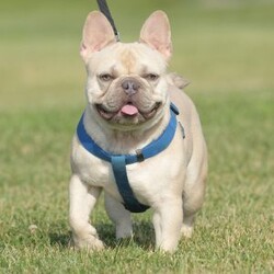 Jasper/French Bulldog									Puppy/Male	/9 Weeks,Jasper is a beautiful lilac and tan male French Bulldog puppy.  He is a lover and likes to play and be held.  He has been raised in my suburban home with my family, where he thrives on giving and receiving lots of love. 