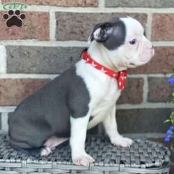 Oliver/Boston Terrier									Puppy/Male	/9 Weeks,Meet Oliver, He is a beautiful and healthy, Akc registered Boston Terrier puppy, he is up to date on his shots and wormer and he is being well socialized with.