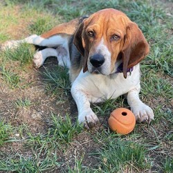 Adopt a dog:Andy/Beagle/Male/Adult,Andy is a very friendly Beagle. He gets along well with other dogs and is great with kids. Will make a wonderful family dog.