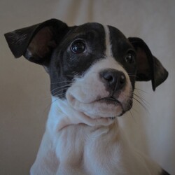 Adopt a dog:Athena/Pit Bull Terrier/Female/Baby,Meet Athena! This sweetheart loves to play, but also likes to cuddle up after playtime is over. Athena is about 3 months old, UTD, and microchipped. If you would like to meet Athena, please fill out an application and give your vet permission to speak with us.

https://www.cognitoforms.com/TrueFriendsAnimalWelfareCenter1/Applications?fbclid=IwAR0jZ3iVdlGxJn22xqpask_PSsFyPo0EvEn6lp82fQxfY9xltufIH7Jy1z0