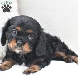 Lucy/Cavalier King Charles Spaniel									Puppy/Female	/8 Weeks,To contact the breeder about this puppy, click on the “View Breeder Info” tab above.