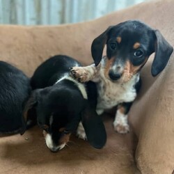 Adopt a dog:Purebred Miniature Dachshunds, Ready Now/Dachshund//Younger Than Six Months,Some of the most playful, beautiful Purebred Miniature dachshunds.Two short hair pied girls and one longhair pied boy. All beautifully natured and well socialised with other dogs. Up to date with wormimg, vaccinations and have been microchipped.Will come with puppy pack to help them fit right in to your home, that has some toys, blanket, food and all their info.Parents are both quiet, friendly wonderfully natured dogs and have a full breed profiles through Orivet, PRA clear and are also both piebald.MB125490956000014699703956000014703662956000014699037